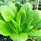 2000 Mustard Florida Broadleaf Spring Seeds Microgreens Heirloom Garden