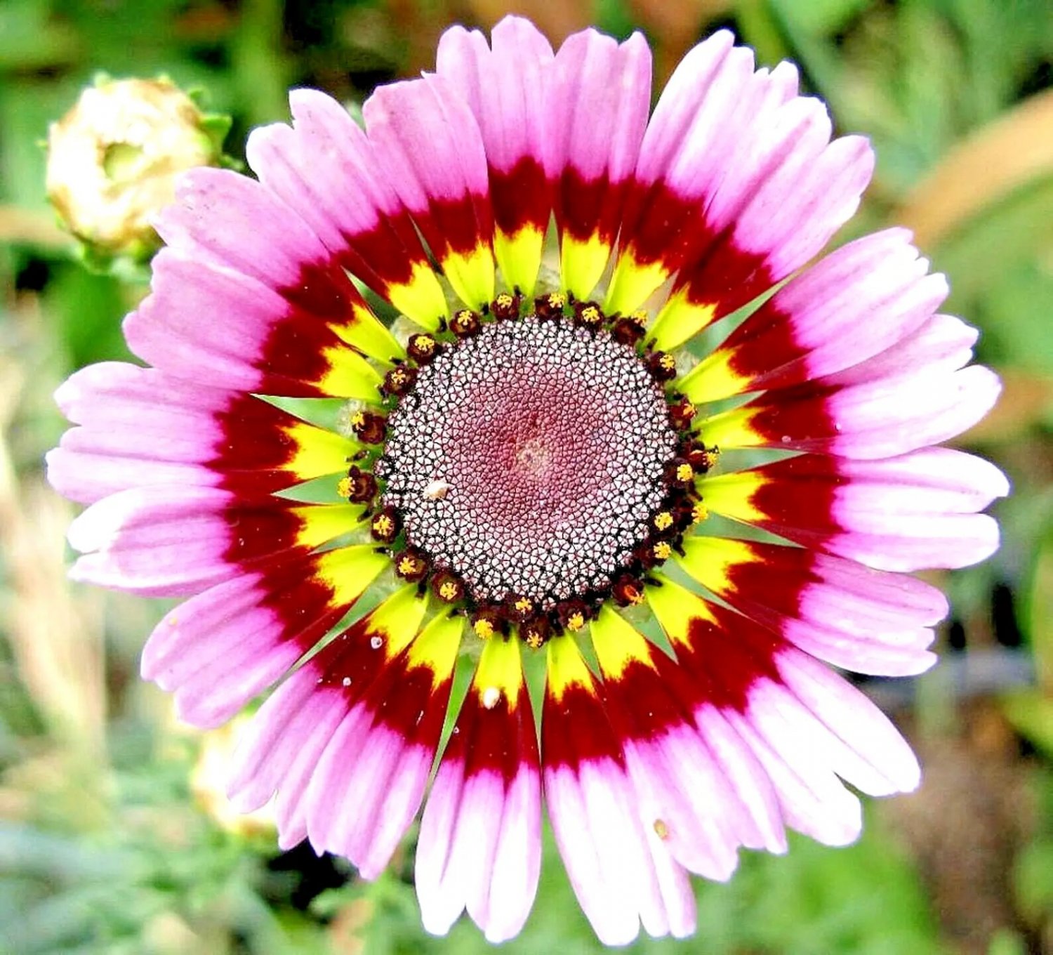 400 Painted Daisy Tricolor Spring Mix Seeds Gigantic Flowers Butterflies Bees