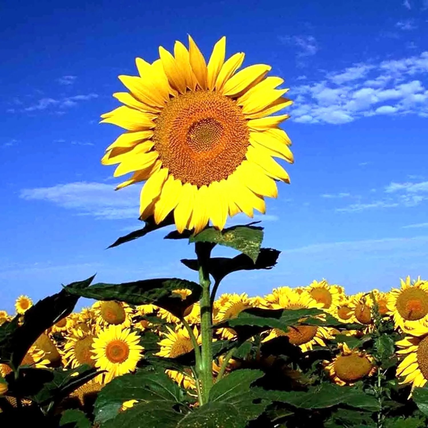 25 Striped Super Tall Sunflower Giant Rare Seeds Mammoth Butterflies Bees