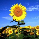 25 Striped Super Tall Sunflower Giant Rare Seeds Mammoth Butterflies Bees