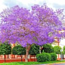 80 Blue Jacaranda Mimosifolia Seeds Fast Growing Perennial Flowering Fern Tree