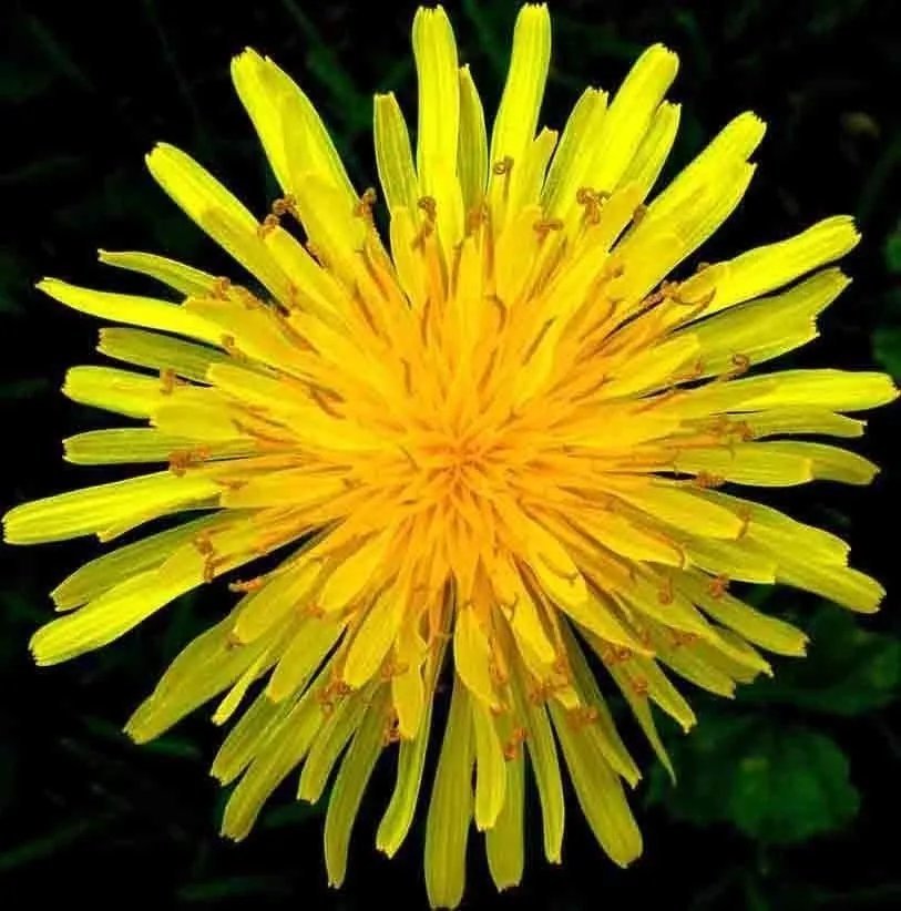 1000 Dandelion Seeds Spring Microgreens Salads Herb Organic Perennial