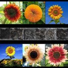 100 Sunflower Rare Seeds Mix Beautiful Flowers Blooms Multiple Variety Giant Us