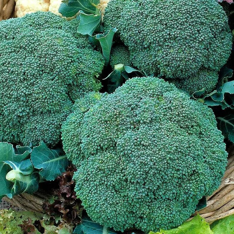 1200 Broccoli Waltham Seeds Heirloom Vegetable Garden  Microgreens