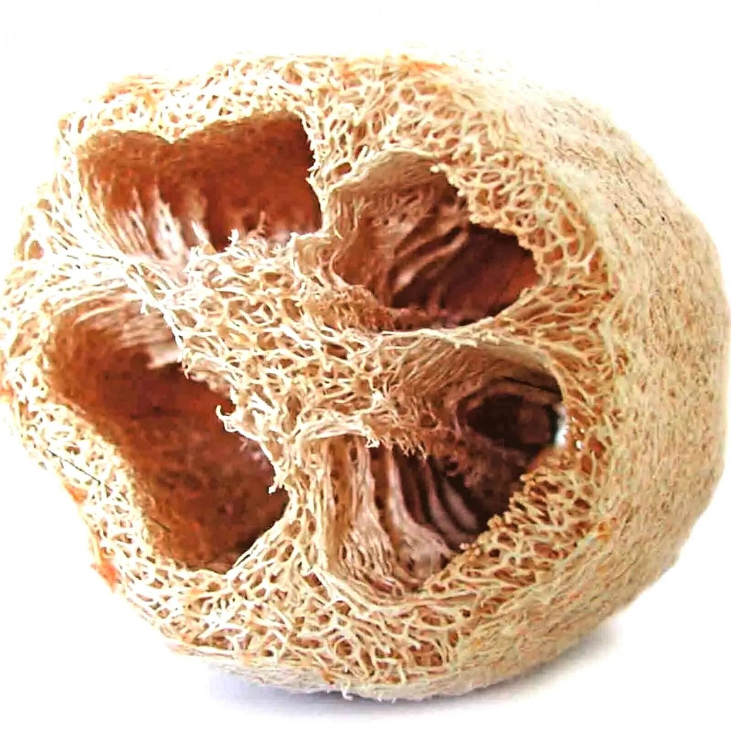 10 Seeds Sponge Luffa Vegetable Spring Heirloom Vine Gourd Loofa