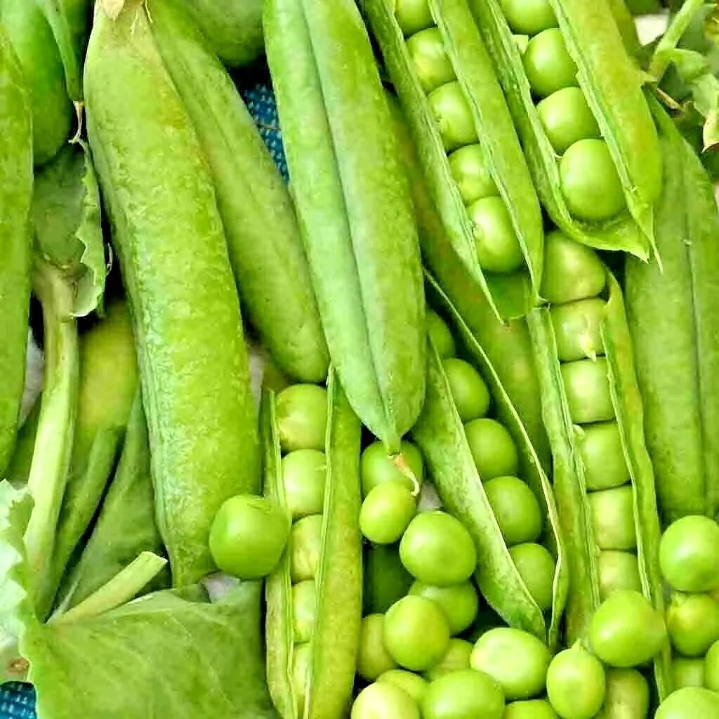 150 Oregon Sugar Pod Peas Seeds Heirloom Non Gmo Vegetable Autumn Garden