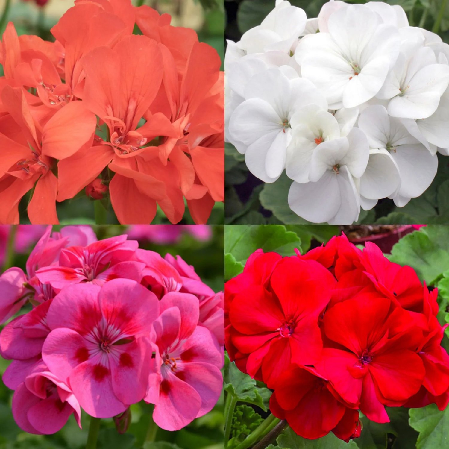 20 Geranium Seeds Mix Mosquito Repellent Hanging Basket Perennial Bedding Flower