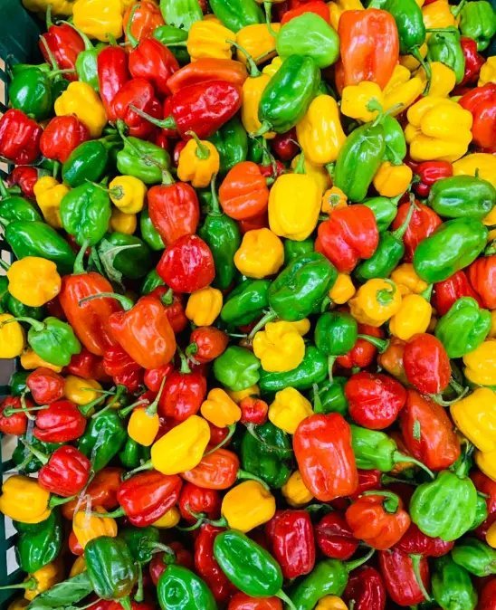 Pepper Habanero Yellow, Orange & Red Vegetable Seed