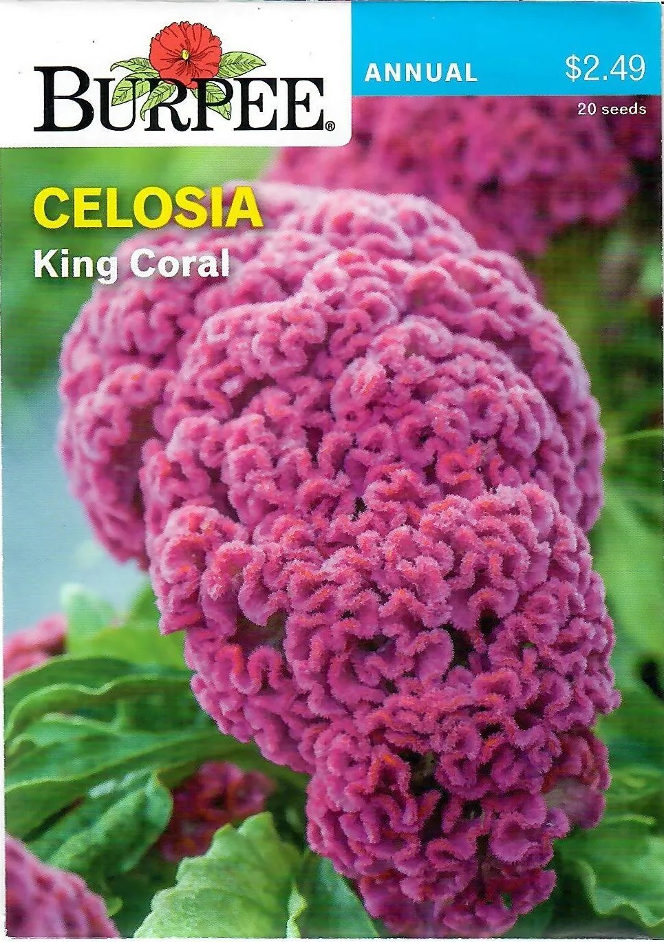 Celosia King Coral Flower Seeds