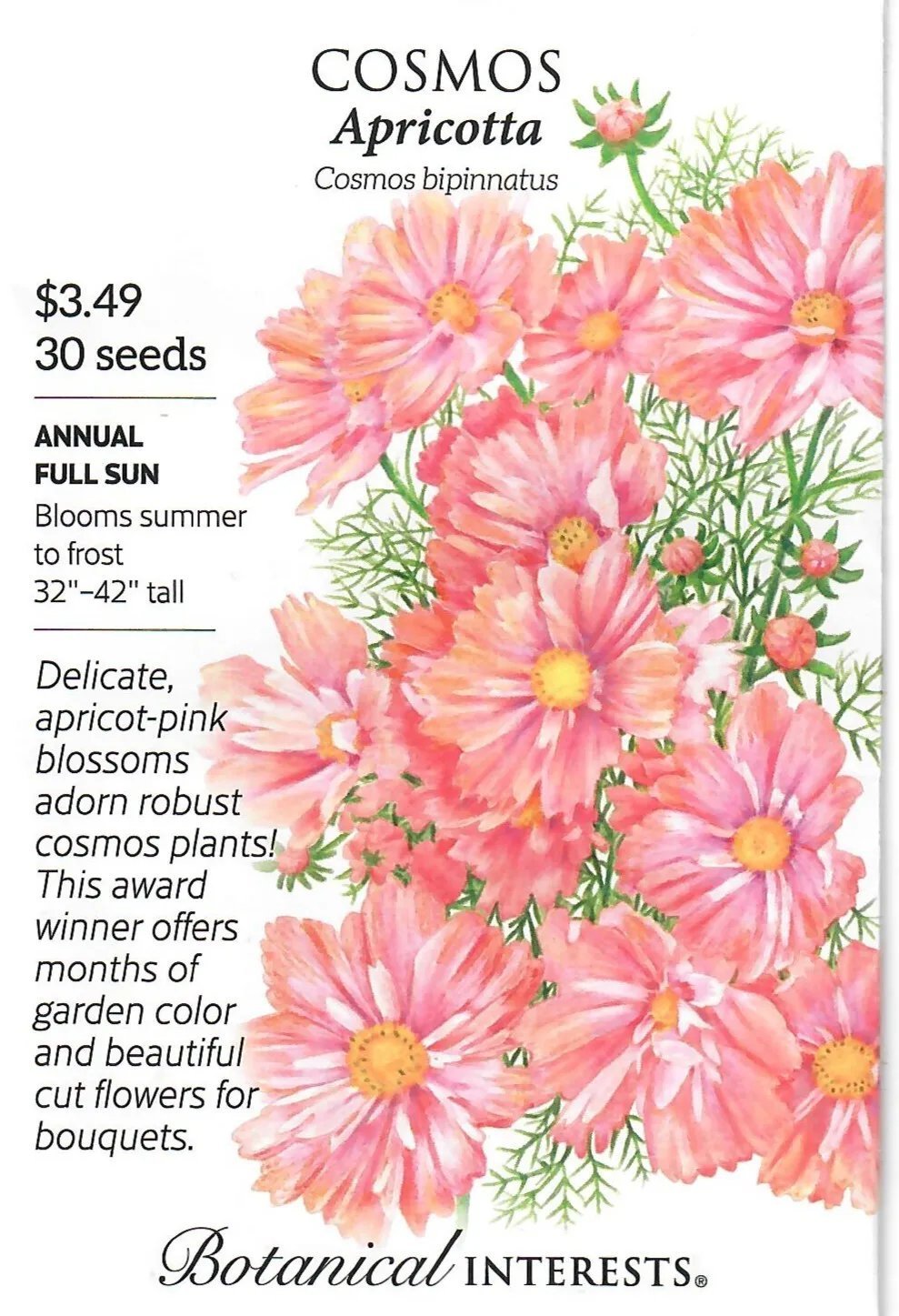 Cosmos Apricotta Flower Seeds