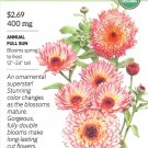 Calendula Zeolights Organic Flower Seeds