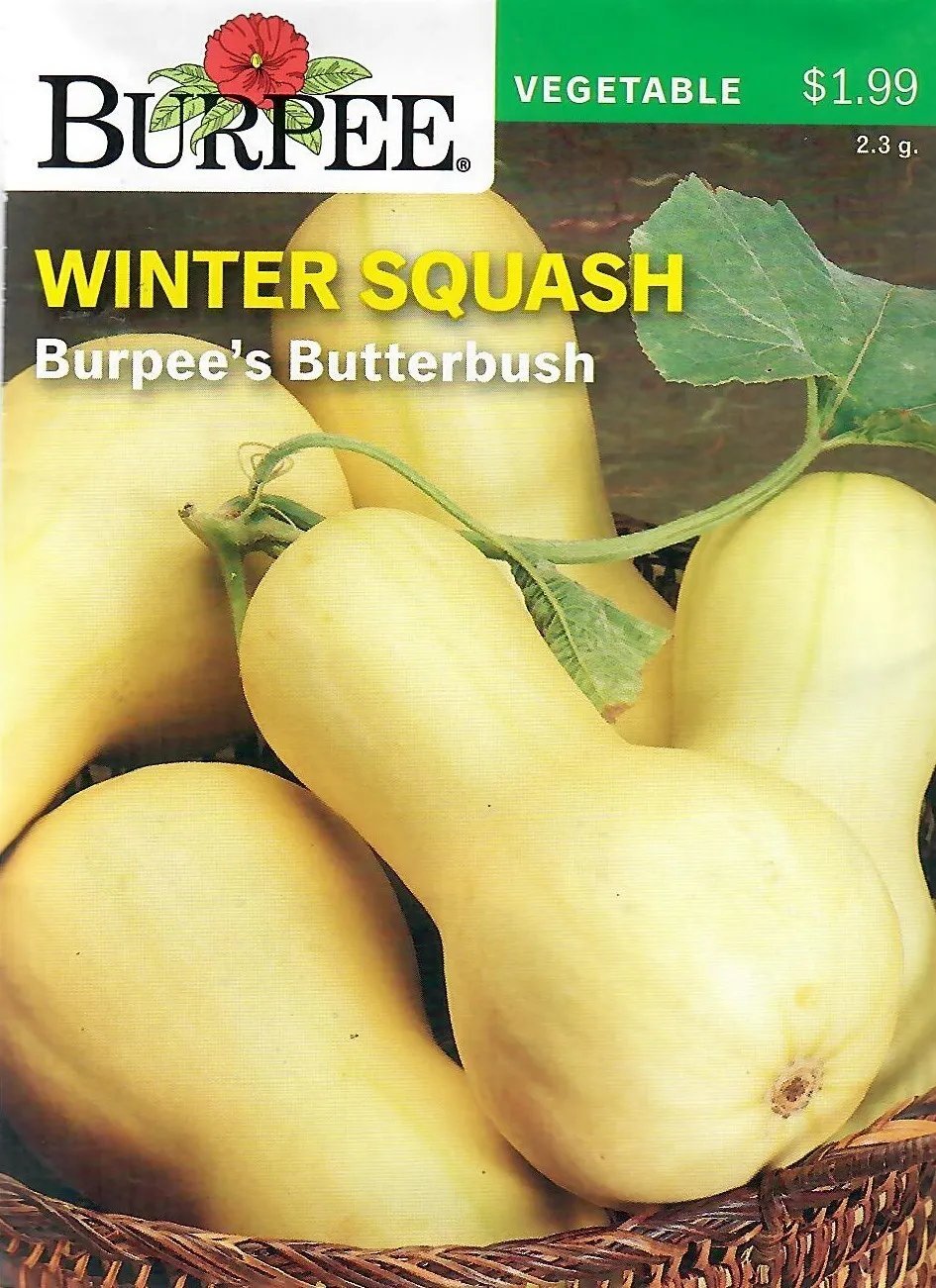 Squash Burpee'S Butterbush Vegetable Seeds