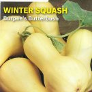 Squash Burpee'S Butterbush Vegetable Seeds
