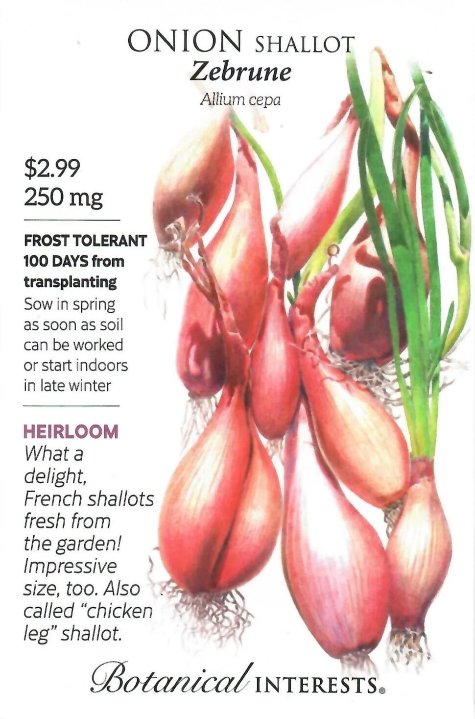 Onion Shallot Zebrune Heirloom Vegetable Seeds