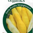 Squash Early Prolific Straightneck Organic Vegetable Seeds