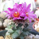 Turbinicarpus alonsoi flowering cacti rare flower collector cactus seed 50 SEEDS