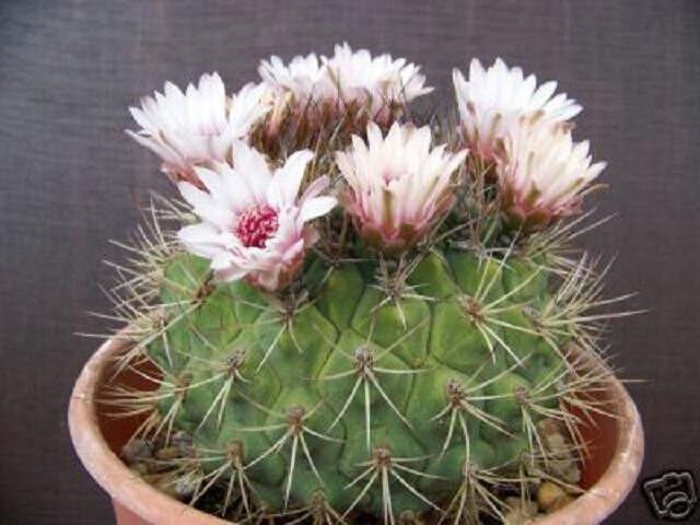 Gymnocalycium pflanzii, rare cactus pink flower bonsai semi seed cacti 50 SEEDS