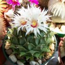 Obregonia denegrii antichoke plant exotic slow grow rare cactus seed 30 SEEDS
