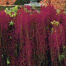 5 Red Black Dragon Wisteria Seeds Vine Climbing Flower Perennial