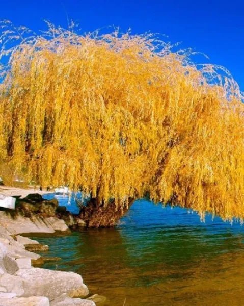 5 Yellow Willow Seeds Tree Weeping Flower Giant Seed Perennial