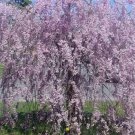 5 Purple Willow Seeds Tree Weeping Flower Giant Full Landscape