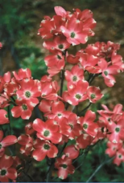 5 Red Pygmy Dogwood Seeds Tree Hardy Fall Color Flower