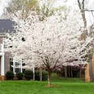 5 Yoshino Cherry Tree Seeds Japanse Ornimental Pink