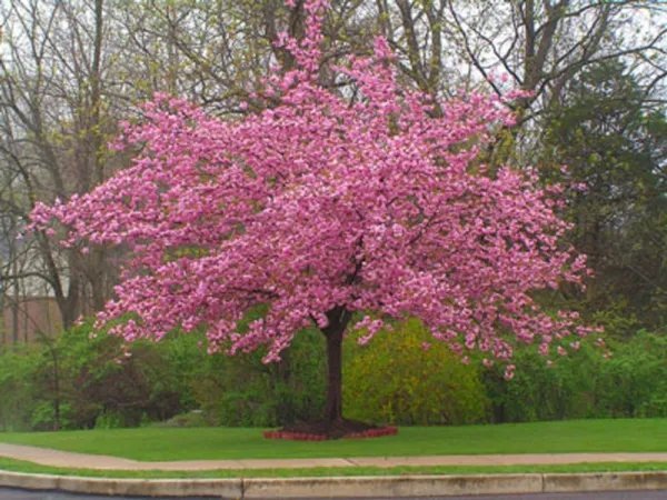 5 Stella Cherry Tree Seeds Japanese Ornamental Gardn Pink Fragrant