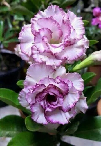 4 Purple White Desert Rose Seeds Adenium Flower Perennial