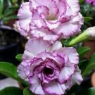 4 Purple White Desert Rose Seeds Adenium Flower Perennial