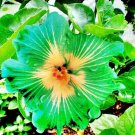 20 Green Yellow Hibiscus Seeds Perennial Flower