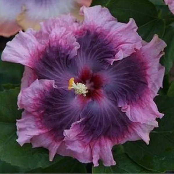 20 Dark Light Purple Hibiscus Seeds Flower Seed Perennial