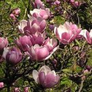 5 Saucer Magnolia Seeds Lily Flower Tree Fragrant Tulip