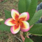 5 Orange Yellow Pink Plumeria Seeds Plants Flower Seed Perennial