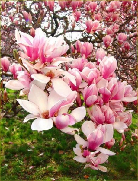 5 Light Pink White Magnolia Seeds Lily Flower Tree Fragrant