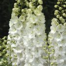 50 White Delphinium Seeds Perennial Flower Flowres Bloom Sun