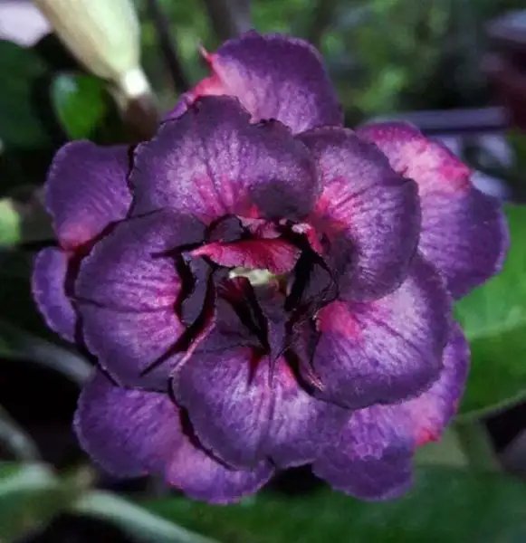 4 Dark Purple Pink Desert Rose Seeds Adenium Obesum Flower