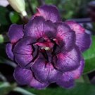 4 Dark Purple Pink Desert Rose Seeds Adenium Obesum Flower