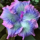 20 Blue Pink Purple Hibiscus Seeds Perennial Flower