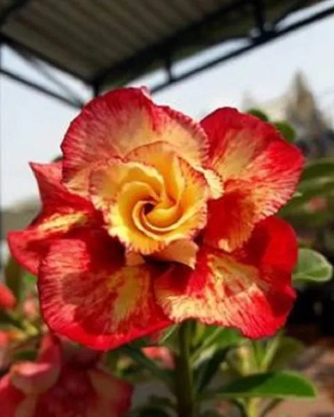 4 Orange Red Desert Rose Seeds Adenium Flower Perennial