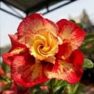 4 Orange Red Desert Rose Seeds Adenium Flower Perennial