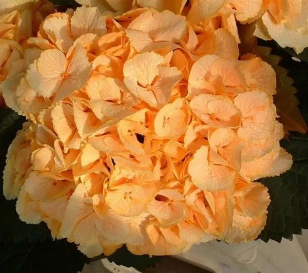 5 Yellow Hydrangea Seeds Perennial Hardy Shrub Bloom Flower Bush