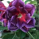 4 Fushia Magenta Desert Rose Seeds Adenium Obesum Flower