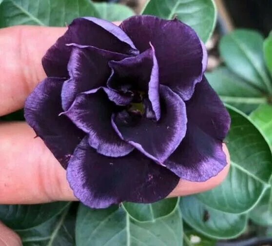 4 Dark Purple Desert Rose Seeds Adenium Obesum Flower Exotic