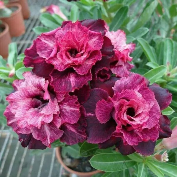 4 Magenta White Desert Rose Seeds Adenium Obesum Flower Exotic