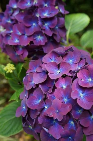 5 Purple Blue Hydrangea Seeds Perennial Hardy Shrub Bloom Flower