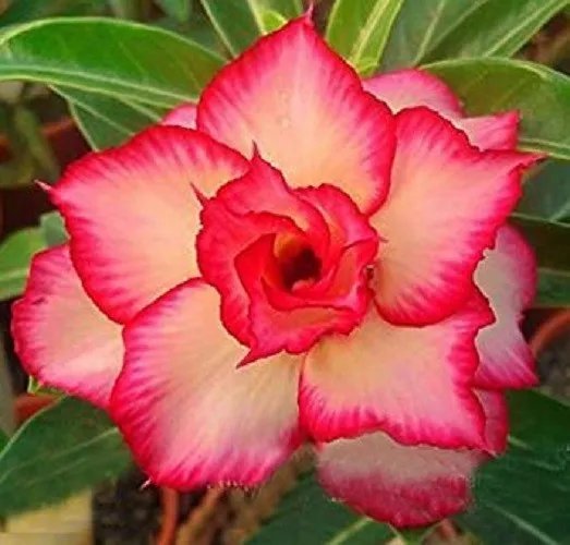 4 Yellow Red Desert Rose Seeds Adenium Obesum Flower Perennial