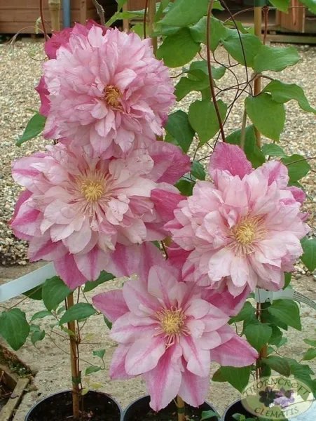 25 Double Light Pink Clematis Seeds Bloom Climbing Perennial Plumeria
