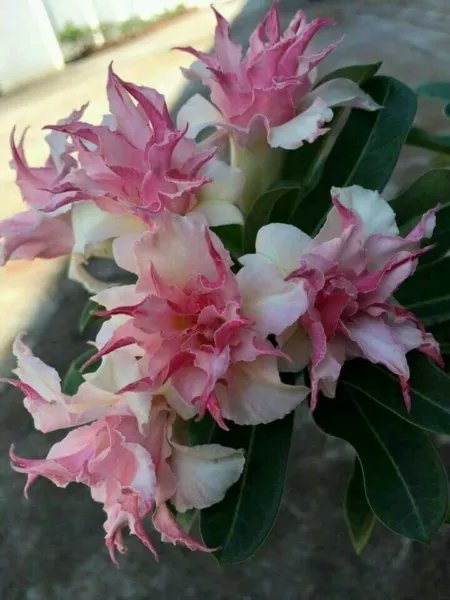 25 Double White Pink Clematis Seeds Bloom Climbing Perennial Plumeria