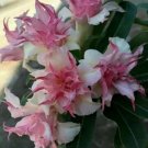 25 Double White Pink Clematis Seeds Bloom Climbing Perennial Plumeria